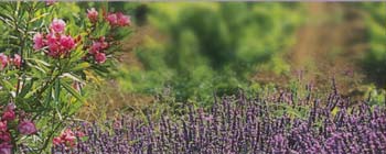 Provence, terre des senteurs